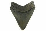 Serrated, Fossil Megalodon Tooth - South Carolina #173895-1